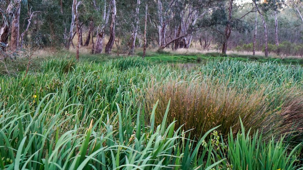 wetlands