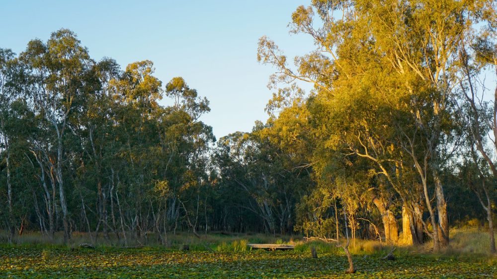 wetlands