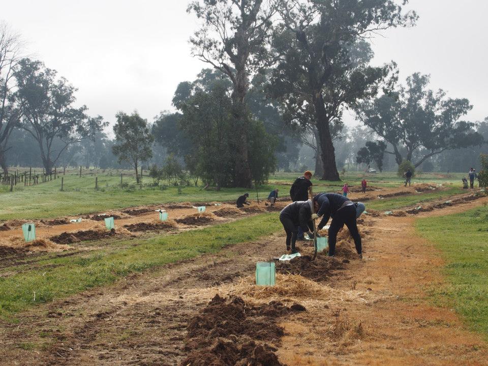 Landscape restoration