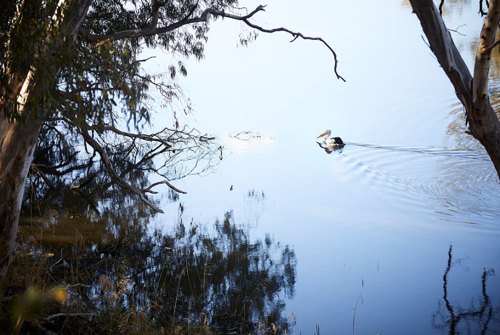 Pelicans Tahbilk Wetlands